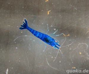 Blue Sapphire Garnelen - Neocaridina - Aquascaping - Aquarium Bild 3