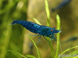 Blue Sapphire Garnelen - Neocaridina - Aquascaping - Aquarium