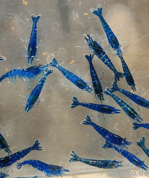 Blue Sapphire Garnelen - Neocaridina - Aquascaping - Aquarium Bild 4