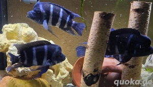 Frontosa Blue Zaire