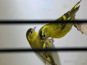 Erlenzeisig Mutation