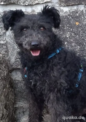 Otto - unser Pumi-Mix - aktiv und verschmust Bild 2