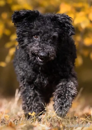 Otto - unser Pumi-Mix - aktiv und verschmust