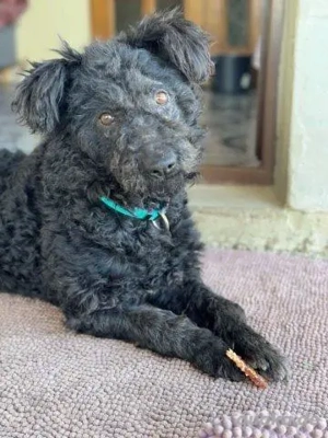 Otto - unser Pumi-Mix - aktiv und verschmust Bild 3