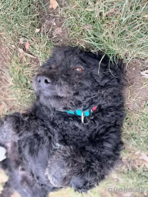 Otto - unser Pumi-Mix - aktiv und verschmust Bild 7