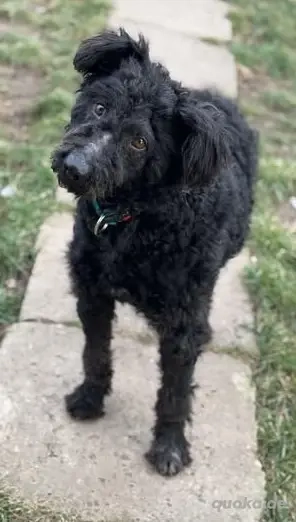 Otto - unser Pumi-Mix - aktiv und verschmust Bild 5