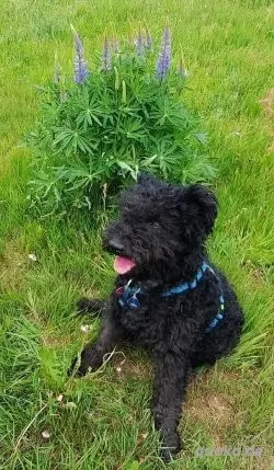 Otto - unser Pumi-Mix - aktiv und verschmust Bild 9