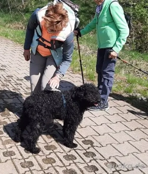 Otto - unser Pumi-Mix - aktiv und verschmust Bild 10