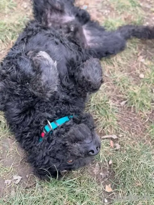 Otto - unser Pumi-Mix - aktiv und verschmust Bild 6