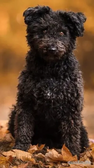 Otto - unser Pumi-Mix - aktiv und verschmust Bild 4