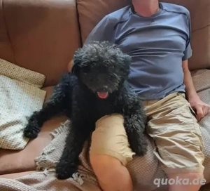 Otto - unser Pumi-Mix - aktiv und verschmust Bild 8