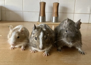 Charmante Degu-Gruppe