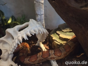 Wunderschönes Kornatter-Paar in liebevolle Hände abzugeben