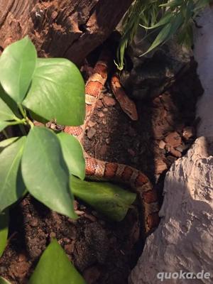 Wunderschönes Kornatter-Paar in liebevolle Hände abzugeben