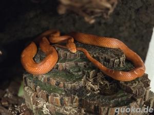 Wunderschönes Kornatter-Paar in liebevolle Hände abzugeben