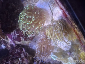 Korallen Ableger SPS LPS