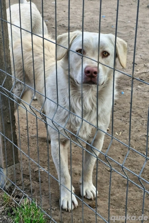 Bim sucht hundeerfahrenes Zuhause  Bild 6