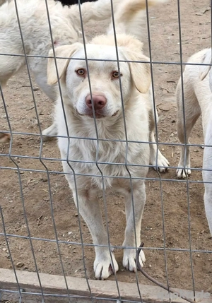 Bim sucht hundeerfahrenes Zuhause  Bild 5