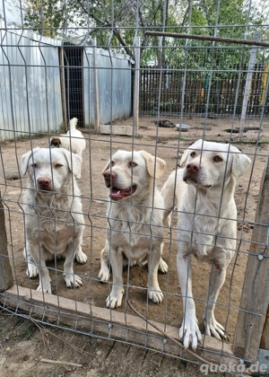 Bim sucht hundeerfahrenes Zuhause  Bild 7