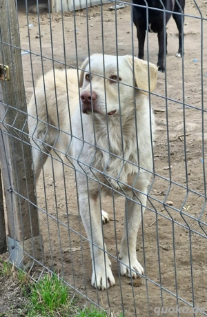 Bim sucht hundeerfahrenes Zuhause  Bild 3