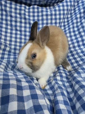 Schöne Junge Zwergkaninchen abzugeben. 