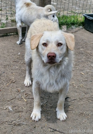 Bim sucht hundeerfahrenes Zuhause  Bild 2