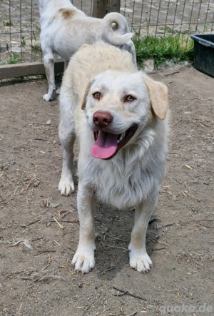 Bim sucht hundeerfahrenes Zuhause  Bild 8