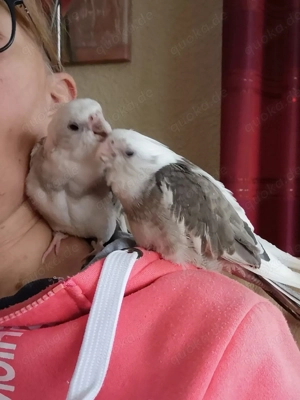 Baby Nymphensittiche, 2 Nymphensittich Babys abzugeben 