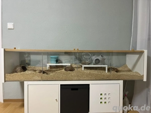 Hamstergehege+Zubehör