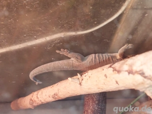 Terrarium mit Besatz 