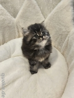 Wunderschöne Perser Kitten