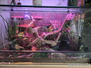 Kornnatter mit Terrarium und Unterschrank abzugeben