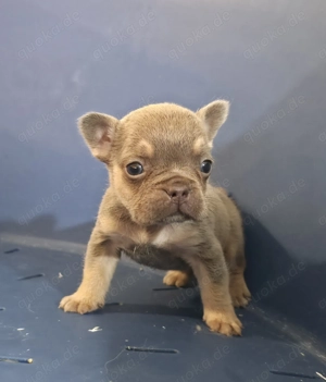 Französische Bulldogge (exotisch)