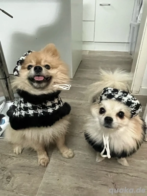 Liebevolle Pomchi Hündin 