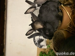 Deutsche Riesen Chinchillafarbig Deutsche Riesenschecken schwarz Jungtiere