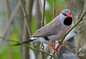 Spitzschwanzamadinen Pärchen gesucht