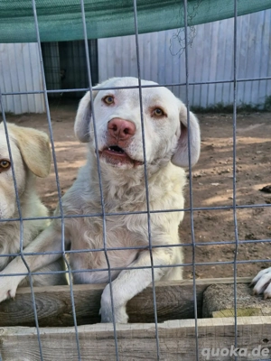 Bom auf der Suche nach dem Glück 