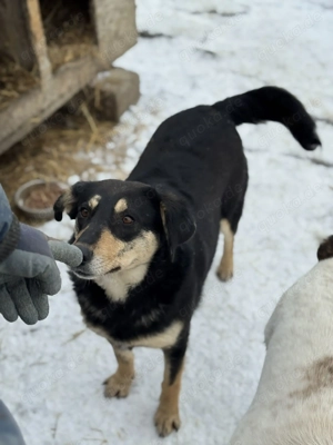 Amelia - herzlos ausgesetzt mit 6 Welpen Bild 9