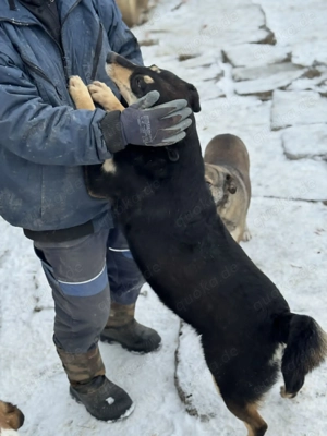 Amelia - herzlos ausgesetzt mit 6 Welpen Bild 8
