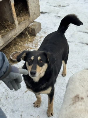 Amelia - herzlos ausgesetzt mit 6 Welpen Bild 10