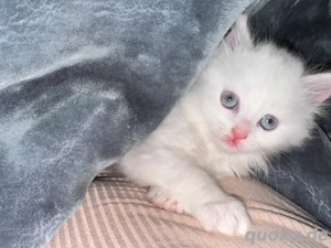 Süßes, weißes Kitten mit blauen Augen abzugeben 