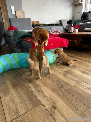 shiba inu FCI Bild 4