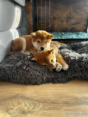 shiba inu FCI Bild 3