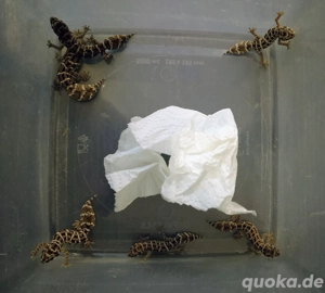 hemidactyllus imbricatus 1.1. ... Nachzuchten 