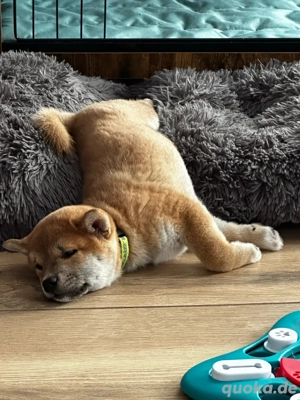 shiba inu FCI Bild 2