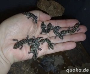 hemidactyllus imbricatus 1.1., 1.2., ... Nachzuchten 