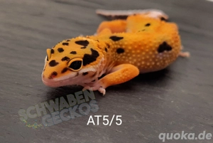 Leopardgecko Afghan Tangerine 