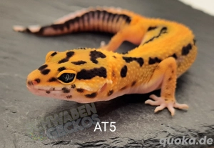 Leopardgecko Afghan Tangerine 