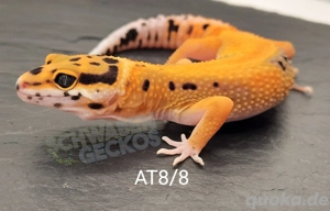 Leopardgecko Afghan Tangerine 