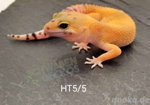 Leopardgecko Super Hypo Tangerine,  High Yellow, Mack Snow Tremper Albino 
